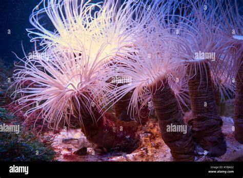 Exotic Tropical Underwater Predator Cerianthus Tube Dwelling Anemone