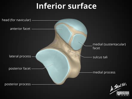 Talus | Radiology Reference Article | Radiopaedia.org