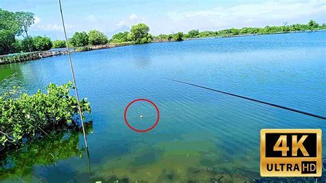 Lihat Apa Yg Terjadi Jika Mancing Memakai Umpan Udang Vaname Dan