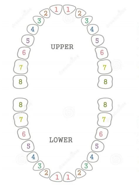 Detailed Overview Teeth Numbering Chart Quadrants And Important