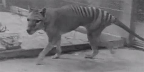 Le Tigre De Tasmanie A T Il Vraiment Disparu