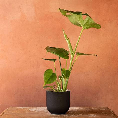 Buy Swiss Cheese Plant Syn Monstera Pertusum Monstera Deliciosa