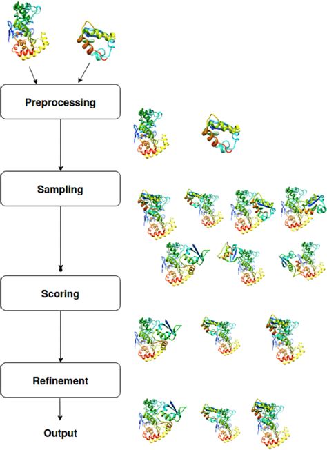 Protein Docking