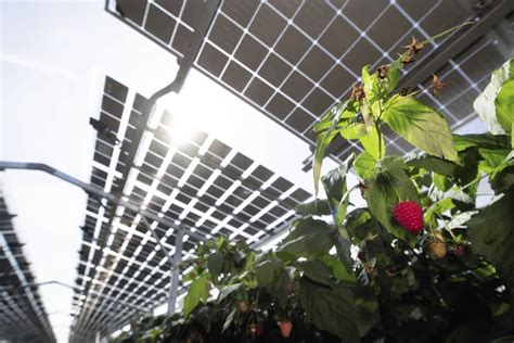 Bangladeshs First Agri Pv Plant Set To Get Green Light Pv Magazine