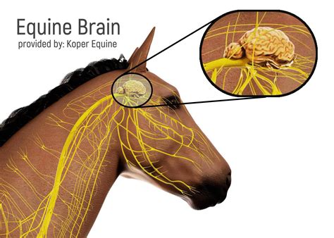 3d Rendered Anatomy Of The Equine Anatomy Koper Equine