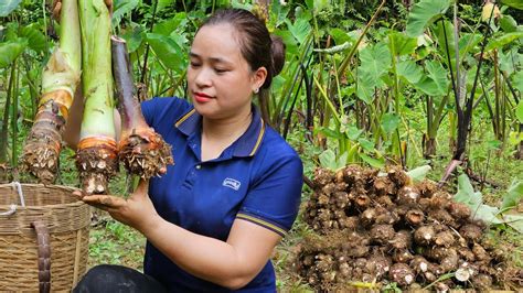 Harvesting Taro In Farm Goes Market Sell Cooking Pig Food L Th Ca