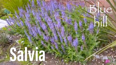 Salvia Blue Hill Blauhugel Wood Meadow Sage Perennial Flowering Easy To