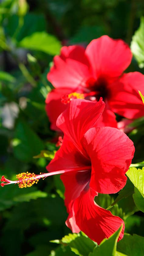 Red Hibiscus Flower Wallpapers Wallpaper Cave