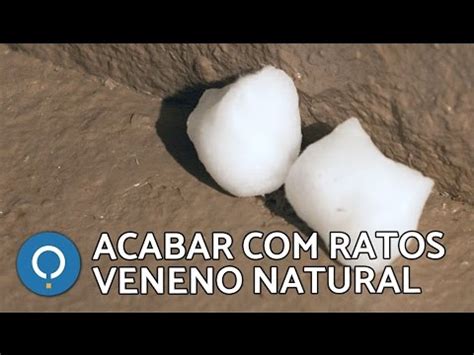 Acabar Ratos Veneno Caseiro Youtube