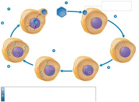 Microbiology: Exam Lecture II, Fig. 13.15, Figure 13.3 Morphology of an ...