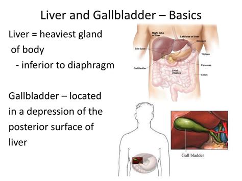 Ppt Liver And Gallbladder Powerpoint Presentation Free Download Id