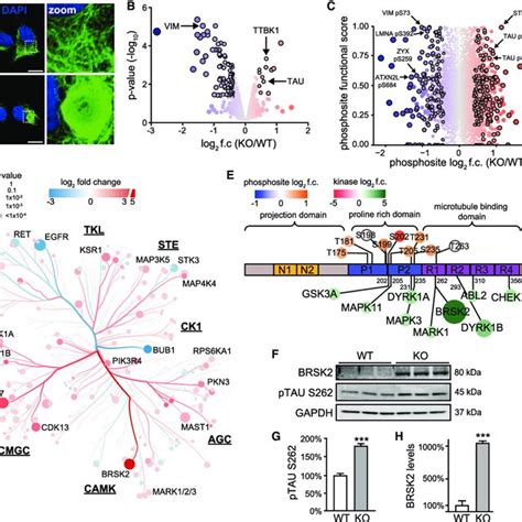 Proteomic Profiling Of Sacsin Ko Cells Download Scientific Diagram