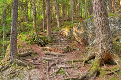 Green Mountain Forest Trail by somadjinn on DeviantArt