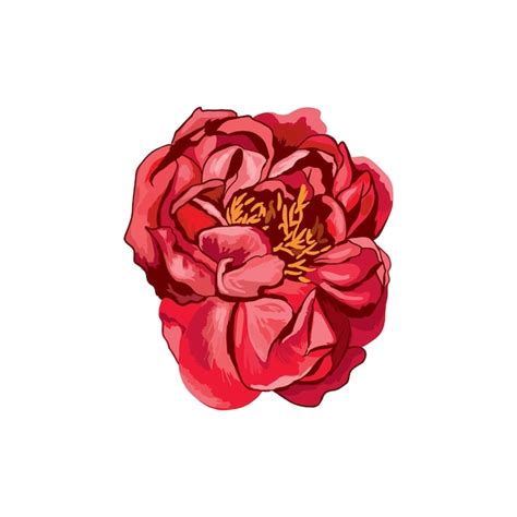 Premium Vector Red Peony Flower On White Background Vector Illustration