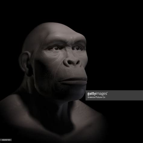 Homo Habilis Early Human Evolution