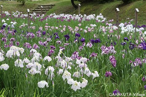 岩国・城山花菖蒲園と吉香花菖蒲園の花菖蒲 2011iwakuni Shiroyama Iris Garden Kikko Iris