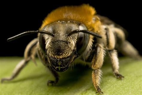 Honey bee species || BeeKeeping