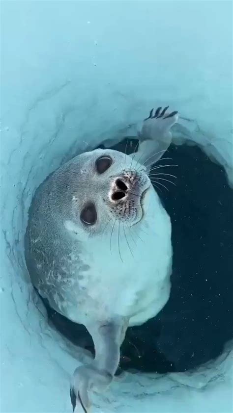 Orked On Twitter Rt Gunsnrosesgirl How Seals Nose Prevents Water