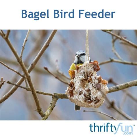 Make Your Own Edible Bird Feeder