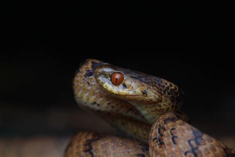 Formosa Slug Snake In December By Shao Qi Inaturalist