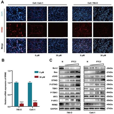 Higher concentration of P7C3 than required for neuroprotection ...