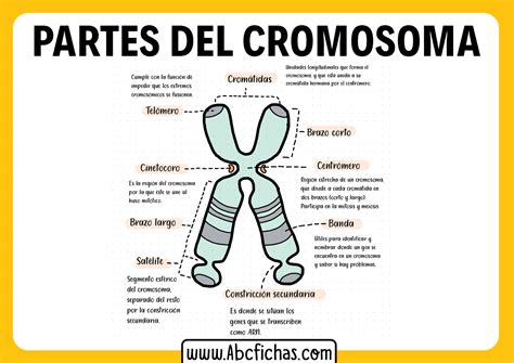 El Cromosoma Y Sus Partes ABC Fichas