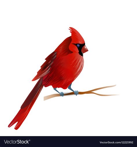 Cardinal Bird Svg