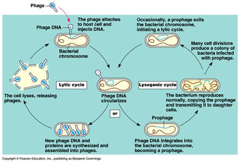 AP BIO Gene Regulation Bacterial And Viral Genetics Flashcards Quizlet