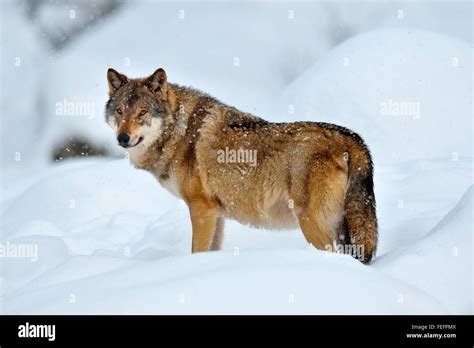 Eurasian Wolf Also Common Wolf Or Middle Russian Forest Wolf Canis