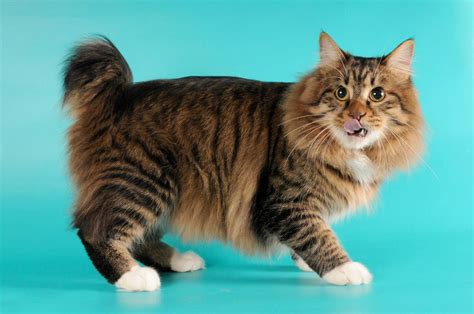 American Bobtail Cat Personality and Behavior