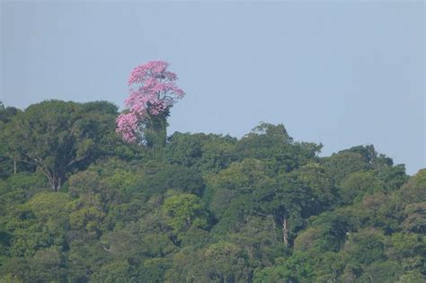 Guiana Amazonian Park: A Jewel of Biodiversity & Cultural Heritage ...