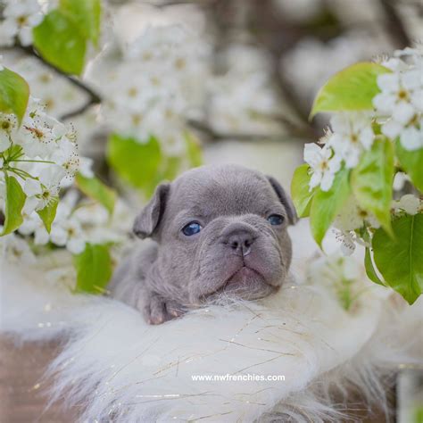 Why Do French Bulldogs Cost So Much? | NW Frenchies French Bulldog ...