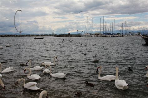 Genfersee Lac L Man Bei Lausanne Ouchy Im Kanton Waadt I Flickr