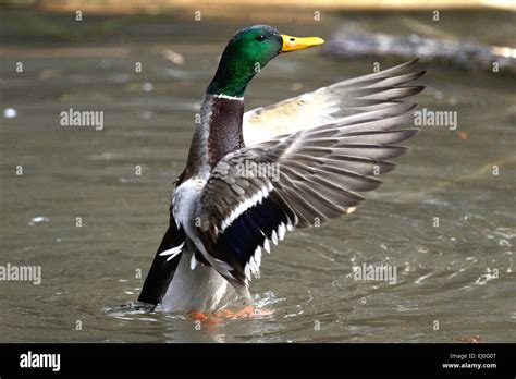 Duck Canard Colvert Canard Sauvage Canard Plongeur Canards Oiseaux