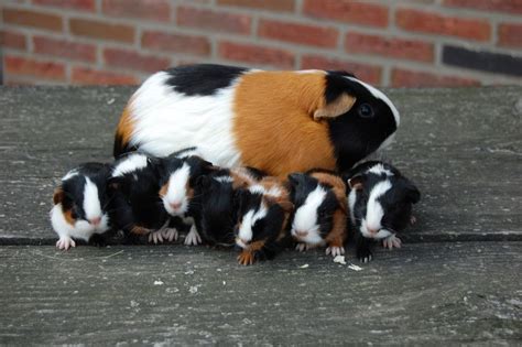 Cavia Jongen