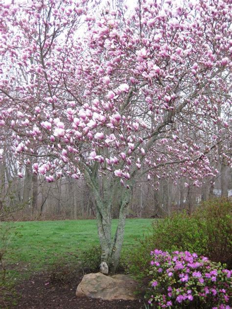 Sugar Magnolia Magnolia Trees Magnolia Flower Garden