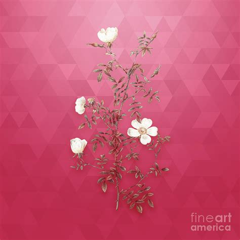 Vintage Hedge Rose In Gold On Viva Magenta Mixed Media By Holy Rock