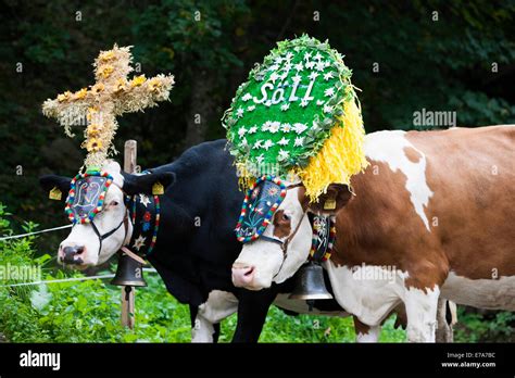 Kuh Mit Kopfschmuck Und Kuhglocke Stockfotos Und Bilder Kaufen Alamy