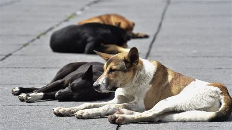 Buscan Asesino Serial Perros Xochimilco Implementan Operativo Bosque De