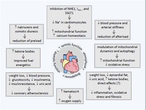 Overview of the main pleiotropic effects of SGLT2-inhibitors on the ...