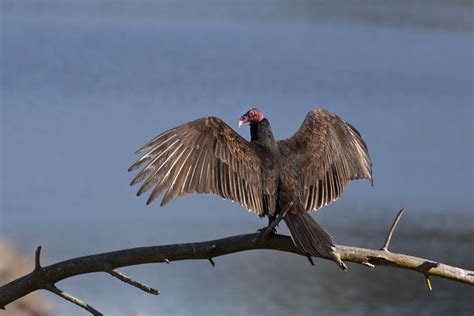 Sunning Behavior of turkey vultures - Home