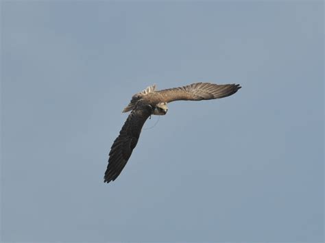 The Online Zoo - Saker Falcon