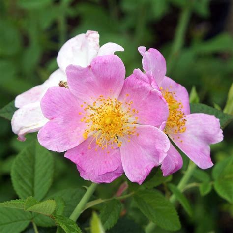 Rosa Setigera Ngn Natural Garden Natives