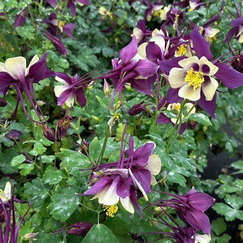 Aquilegia X Earlybird Purple Yellow Columbine From Pleasant Run Nursery