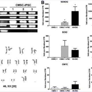 Directed Differentiation Of Representative CMSC IPSCs Into The Neural