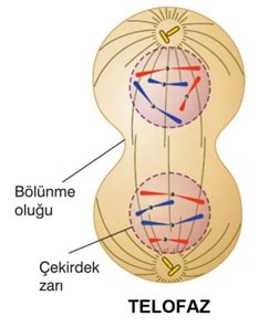 B Yoloj Dura I H Cre B L Nmeler