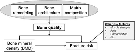 Bone Quality Schematic Bone Quality Is Defined As Factors Such As