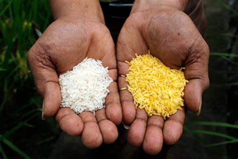 Aprobado Para Consumo El Arroz Dorado Tomates Con Genes