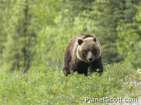 Brown Bear (Ursus arctos) - PlanetScott.com