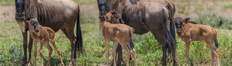 Serengeti Wildebeest Migration Calving Safari | 8 Days Calving Season